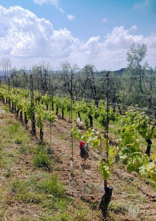 Agriturismo Luggiano วินชี ภายนอก รูปภาพ